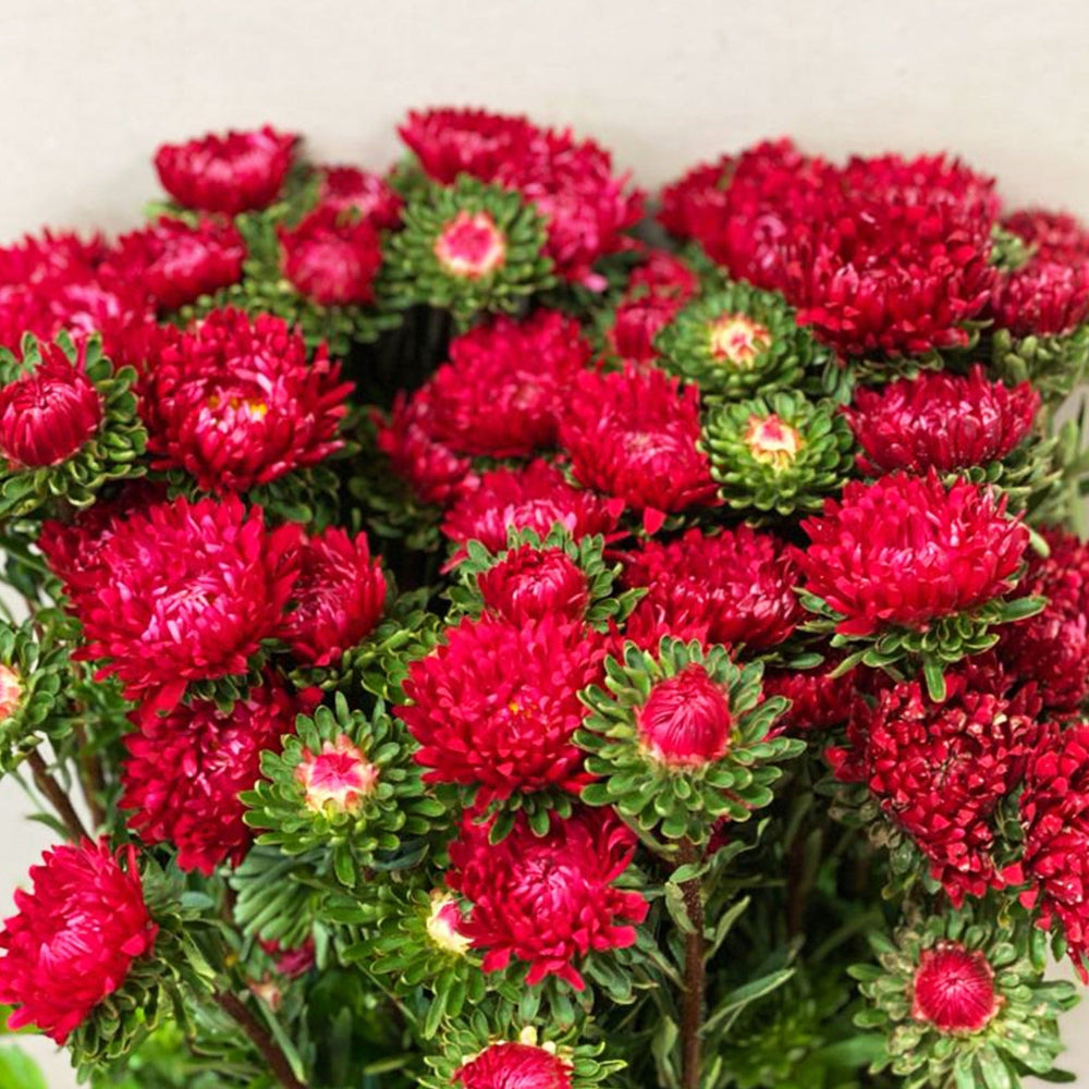 Macro close-up photo of the vibrant, red daisy-like flower heads of a UK-grown Aster.