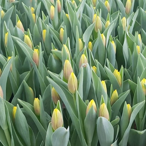 Tulip - Red and Yellow Bi-colour Bundle of 50 Stems