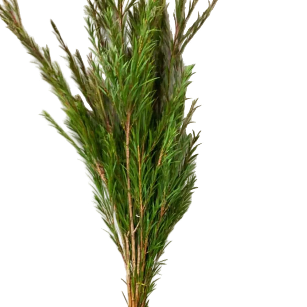 Cornish bottle brush