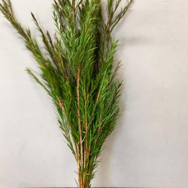 Bottlebrush - Callistemon Fresh Cornish Foliage