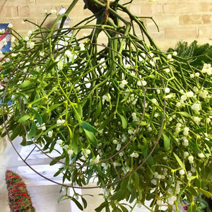 Mistletoe Heart - Bough/LARGE*** PRE-ORDER***