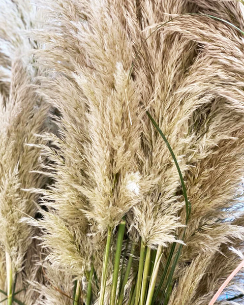 Pampas Grass - PER STEM