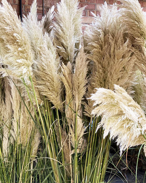 Pampas Grass - PER STEM