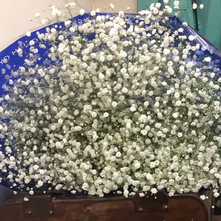 A bundle of white Gypsophila flowers, also known as Baby&