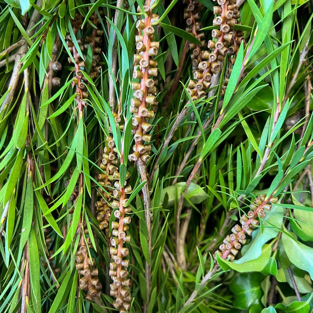 A detailed close-up shot focusing on the distinct, bright red bristly flower spike and narrow green leaves of a blooming British-grown Callistemon stem.