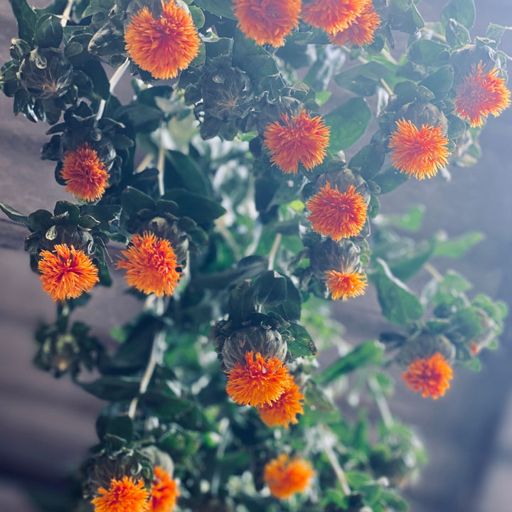 close-up of a few dried Carthamus stems, showing how the globes perfectly retain their deep green bracts and fiery orange colour for everlasting designs.