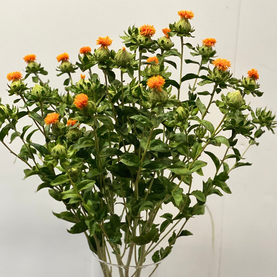 A beautiful wholesale bunch of ten British-grown Orange Carthamus stems, showing their rigid green branching stalks and vibrant orange thistle-like heads.
