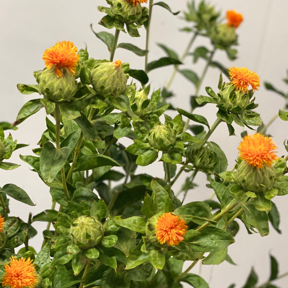 A detailed macro view of a single Carthamus flower head, showing bright orange petals tufting out from a spiky green thistle globe.