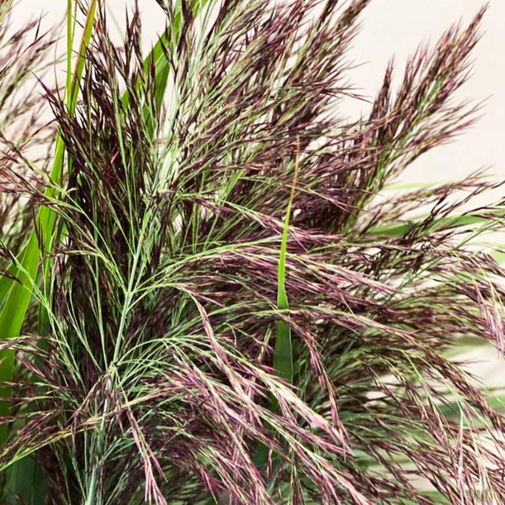 brown purple grass wholesale