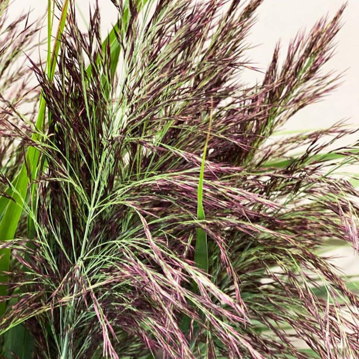 brown purple grass wholesale