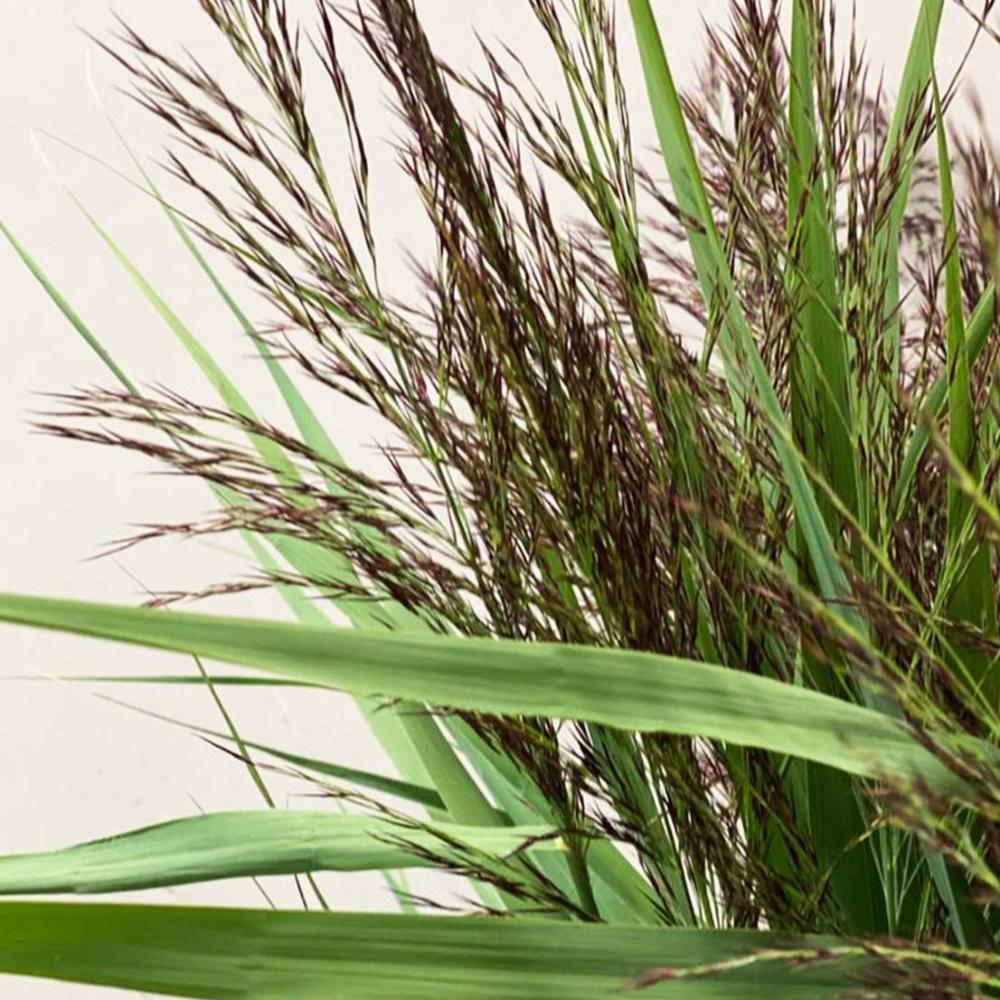 grass for sale
