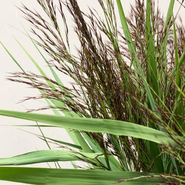 grass for sale
