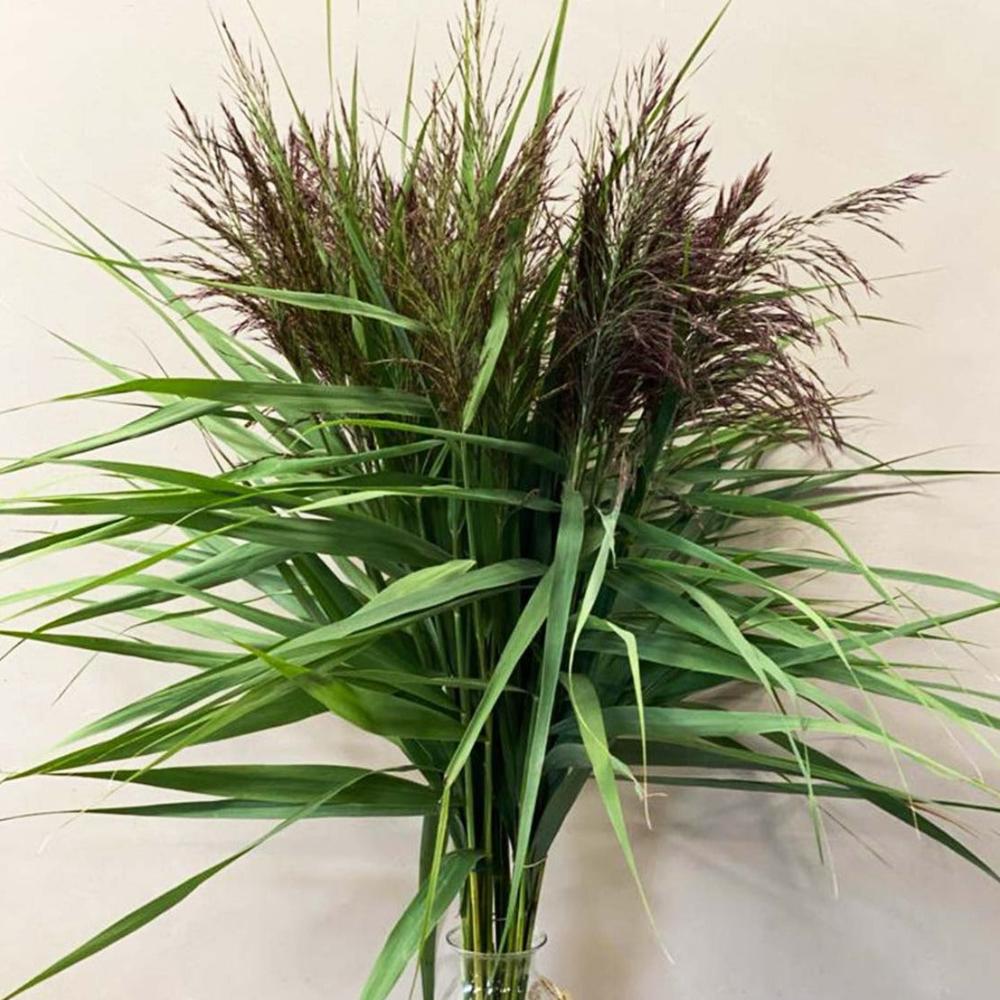 grass sale online