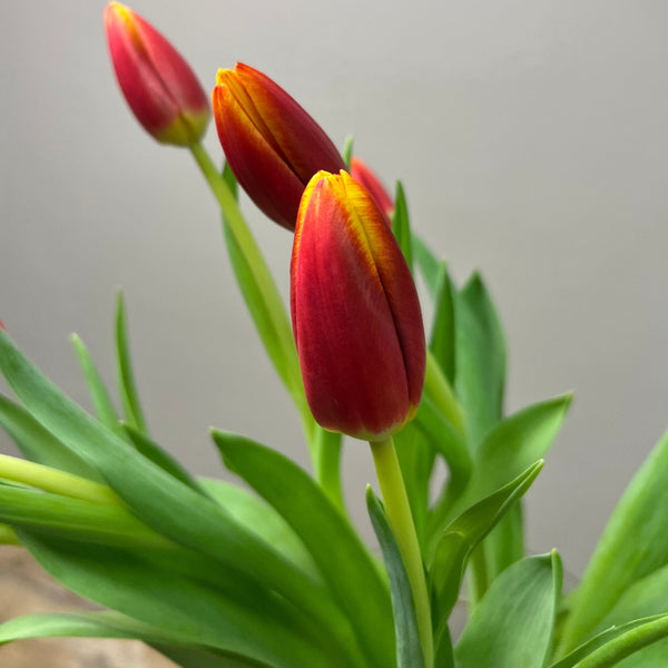 bicolour sustainable tulip