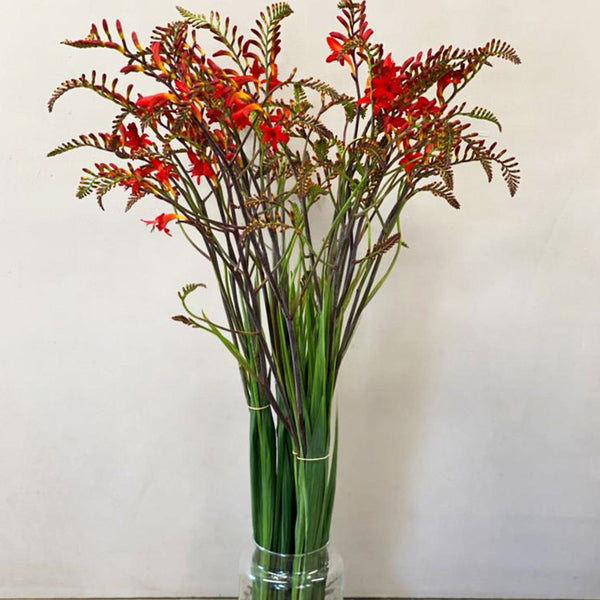 A wholesale bunch of ten limited edition British grown red crocosmia stems, showing their tall, architectural form and signature arching spikes loaded with fiery red blooms.