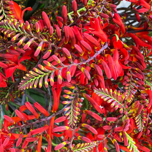 A vibrant close-up of an arching crocosmia spike, showcasing the fiery orangey-red funnel-shaped flowers blooming in succession alongside fresh green buds.