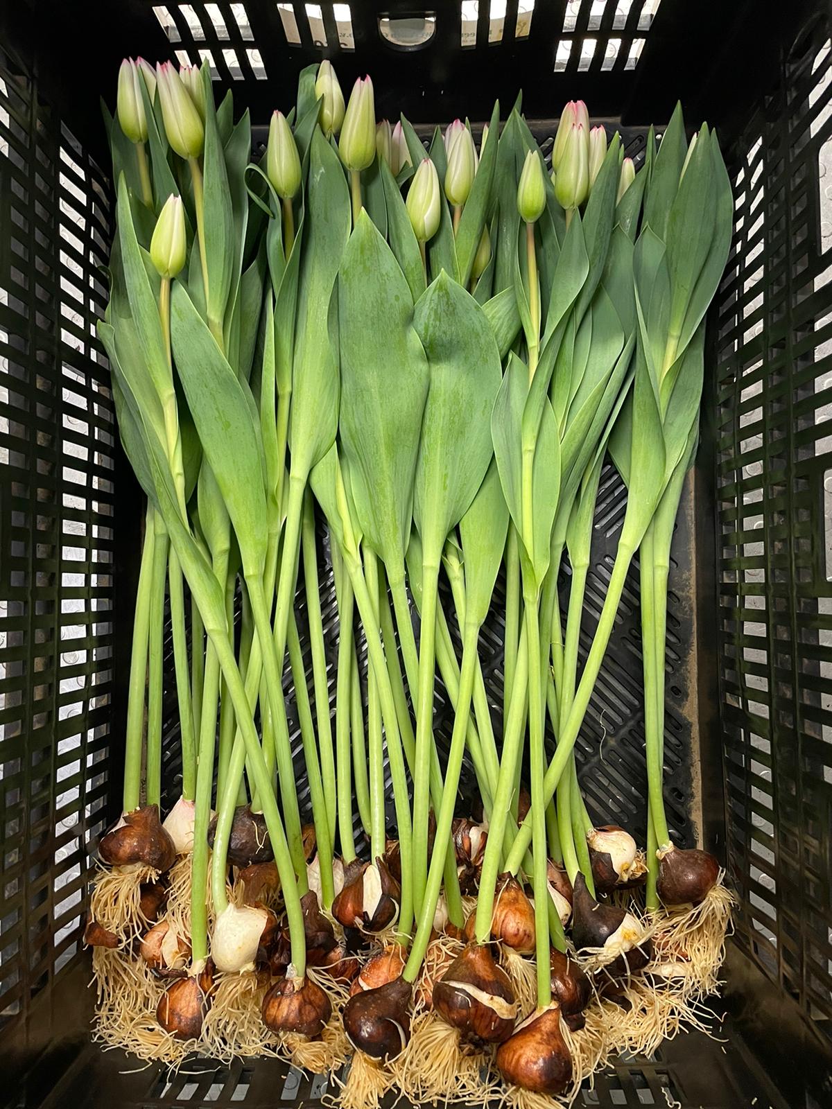 Tulip-ON THE BULB -White-20 Bulbs