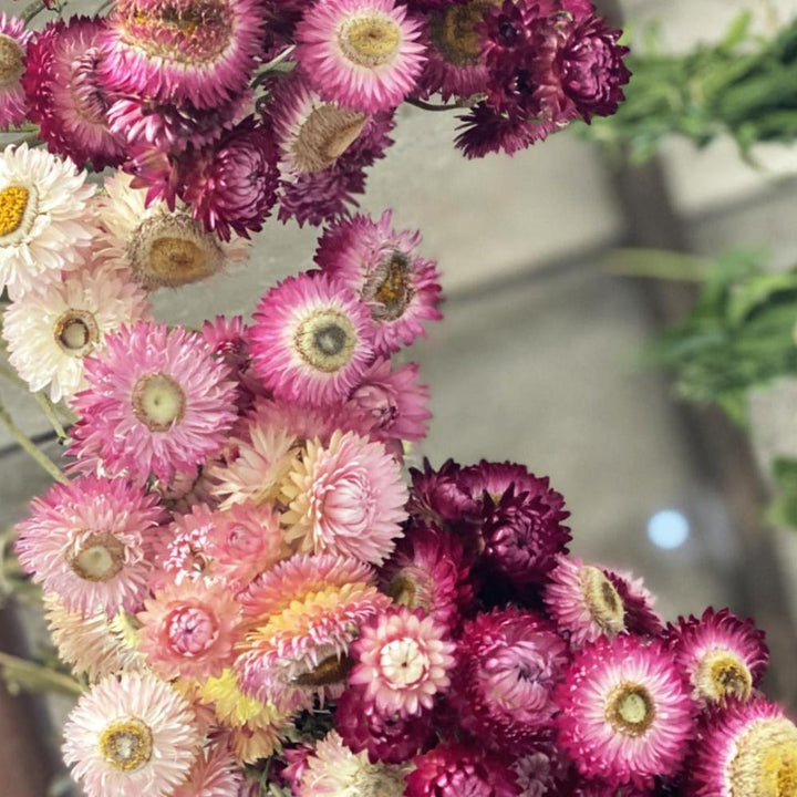dried flowers for sale