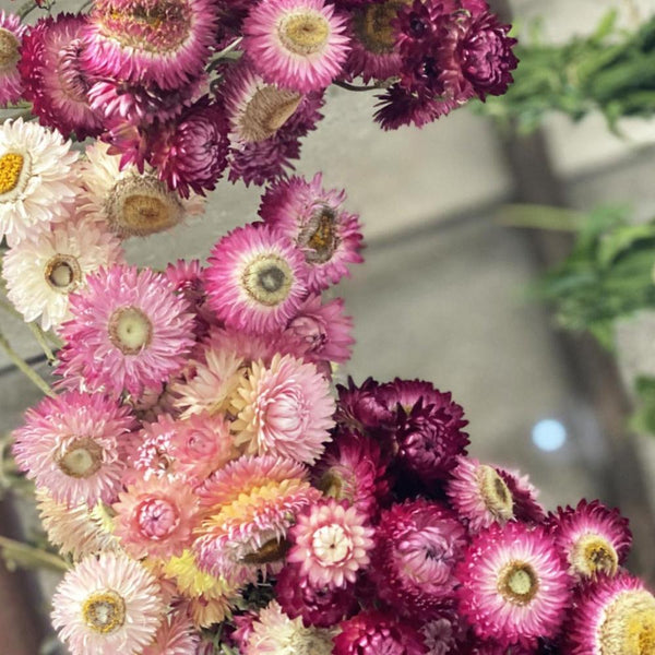 dried flowers for sale