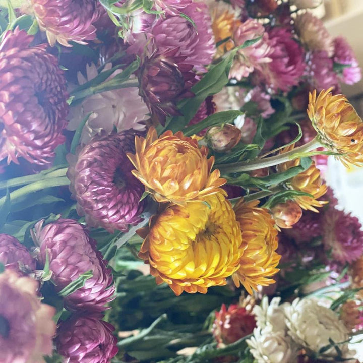 dried strawflower