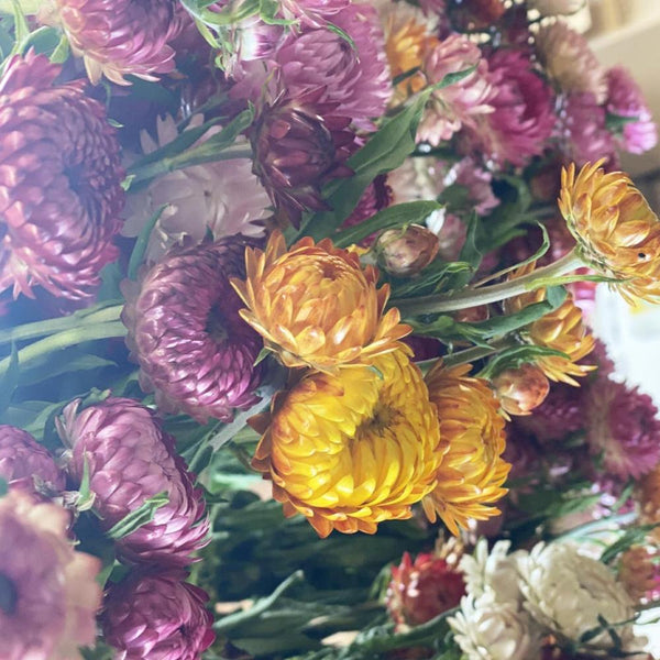 dried strawflower
