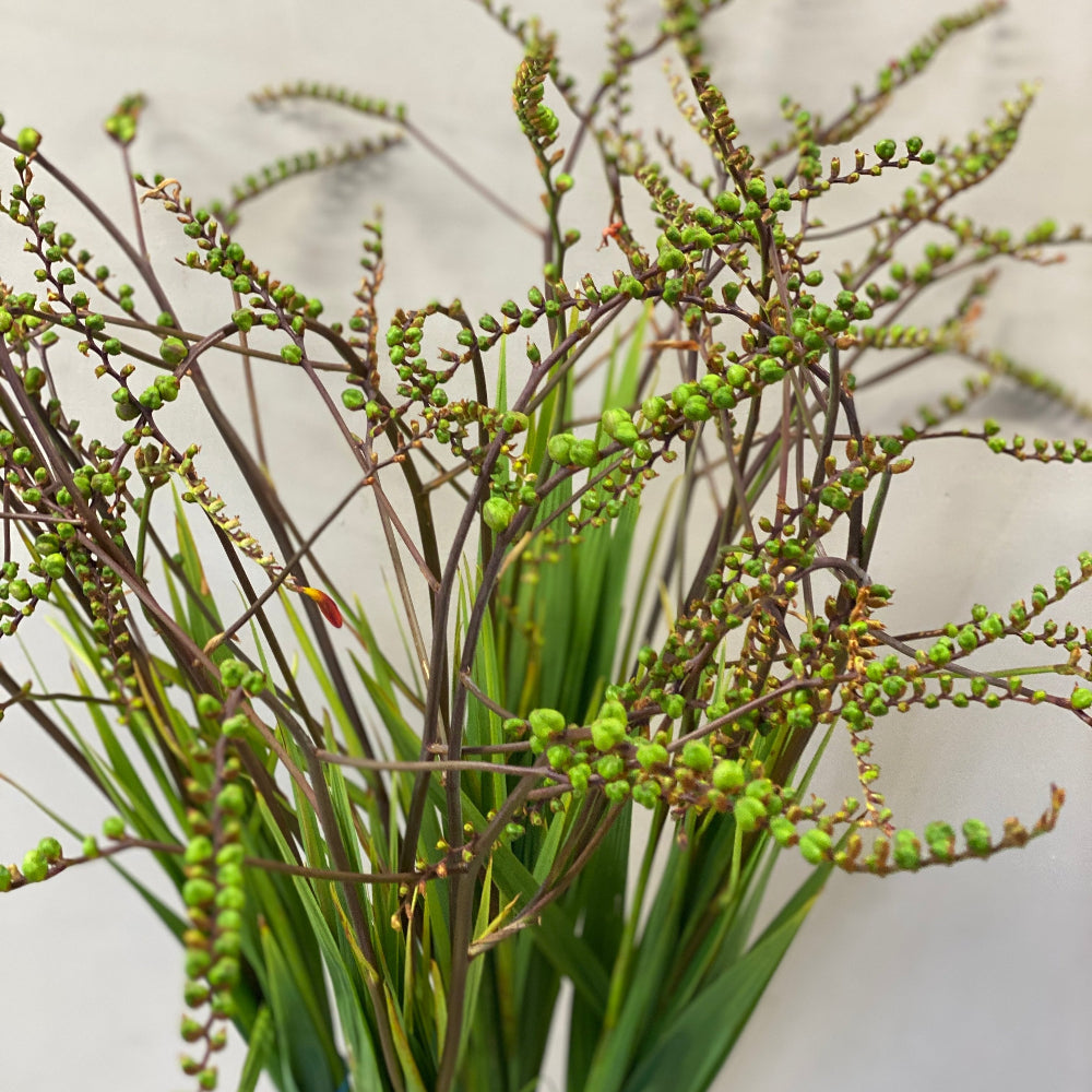 A bunch of dried Cambridgeshire Crocosmia seedheads showing their natural arching stems and delicate seed pods.