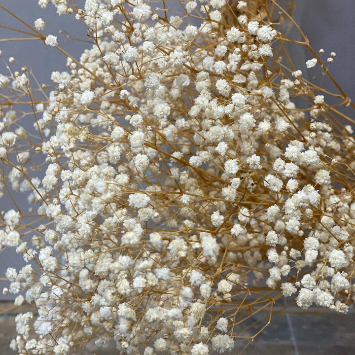 A detailed macro close-up of the delicate flower heads on a preserved Gypsophila stem, highlighting the organic, undyed texture.