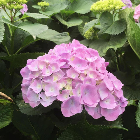 Hydrangea Diamond Pink - 5 Stems Bouquet Grade