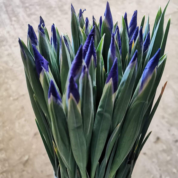 British Grown Iris 'Blue Magic' - Bundle of 25 Stems