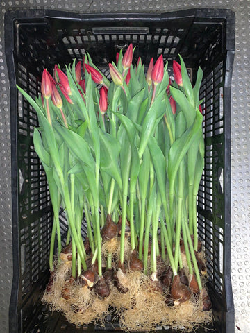 red tulips on the bulb