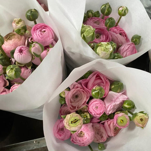 Ranunculus 40cm -Pink- Bunch of 10 stems