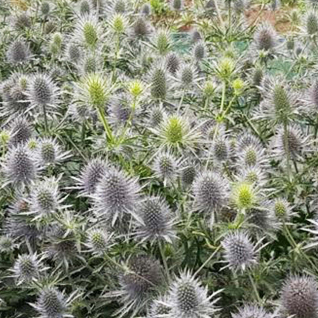 A top-down, macro photograph looking directly onto an Eryngium &
