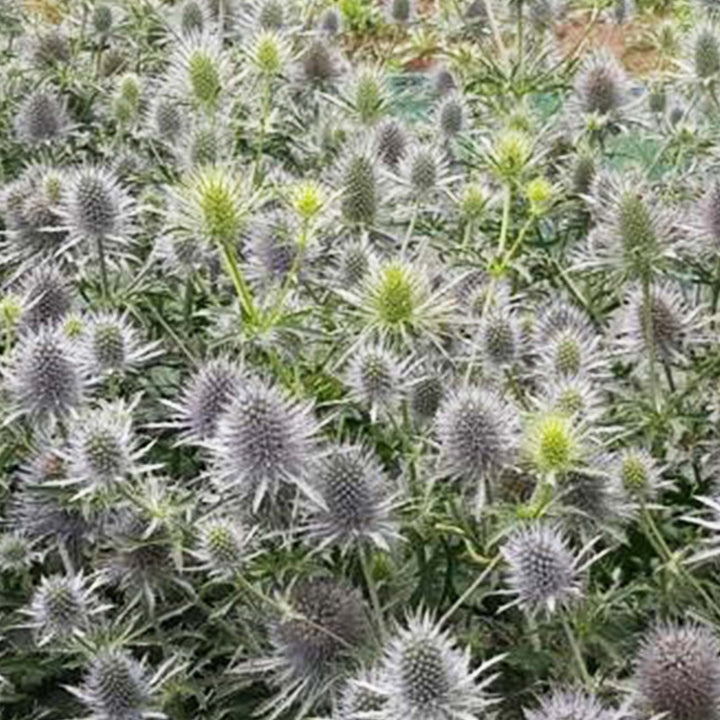 A top-down, macro photograph looking directly onto an Eryngium &