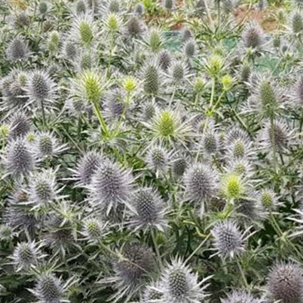 A top-down, macro photograph looking directly onto an Eryngium 'Anita' flower head, showcasing the star-like symmetry of its soft silver-green bracts and large teasel-shaped cone.