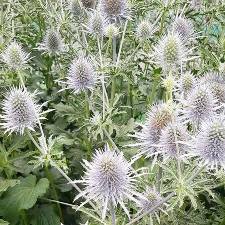 A detailed close-up photograph capturing the unique tactile texture of an Eryngium &