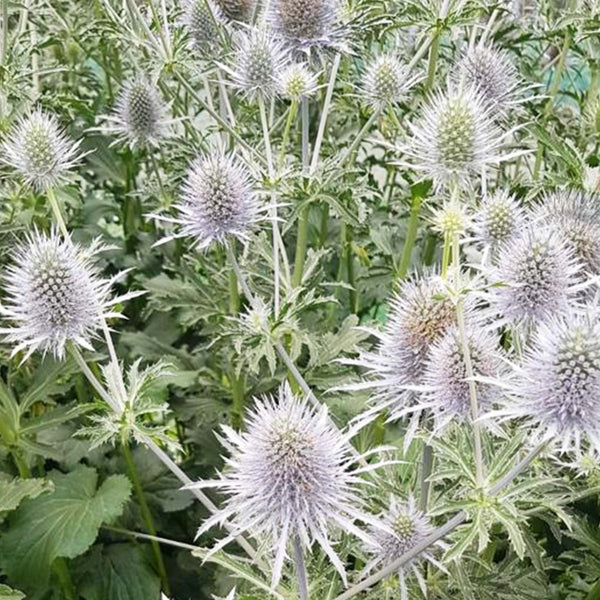 A detailed close-up photograph capturing the unique tactile texture of an Eryngium 'Anita' flower head, highlighting the soft, silver-green thistles and structural protective bracts.