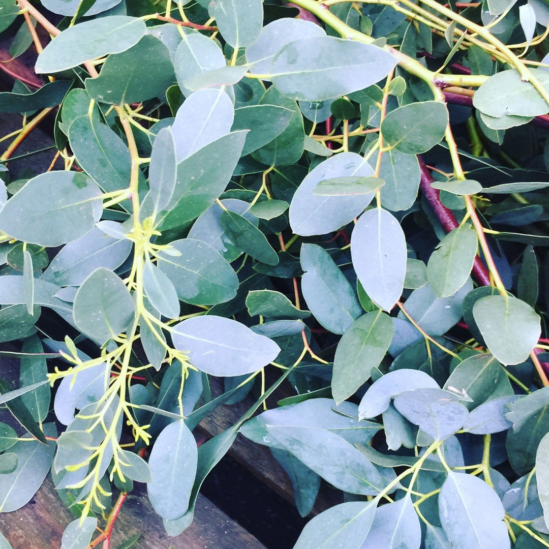 Close-up of fresh UK-grown green Eucalyptus stems showing leaf texture and silvery-green colour.