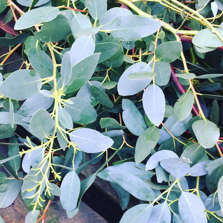 Close-up of fresh UK-grown green Eucalyptus stems showing leaf texture and silvery-green colour.