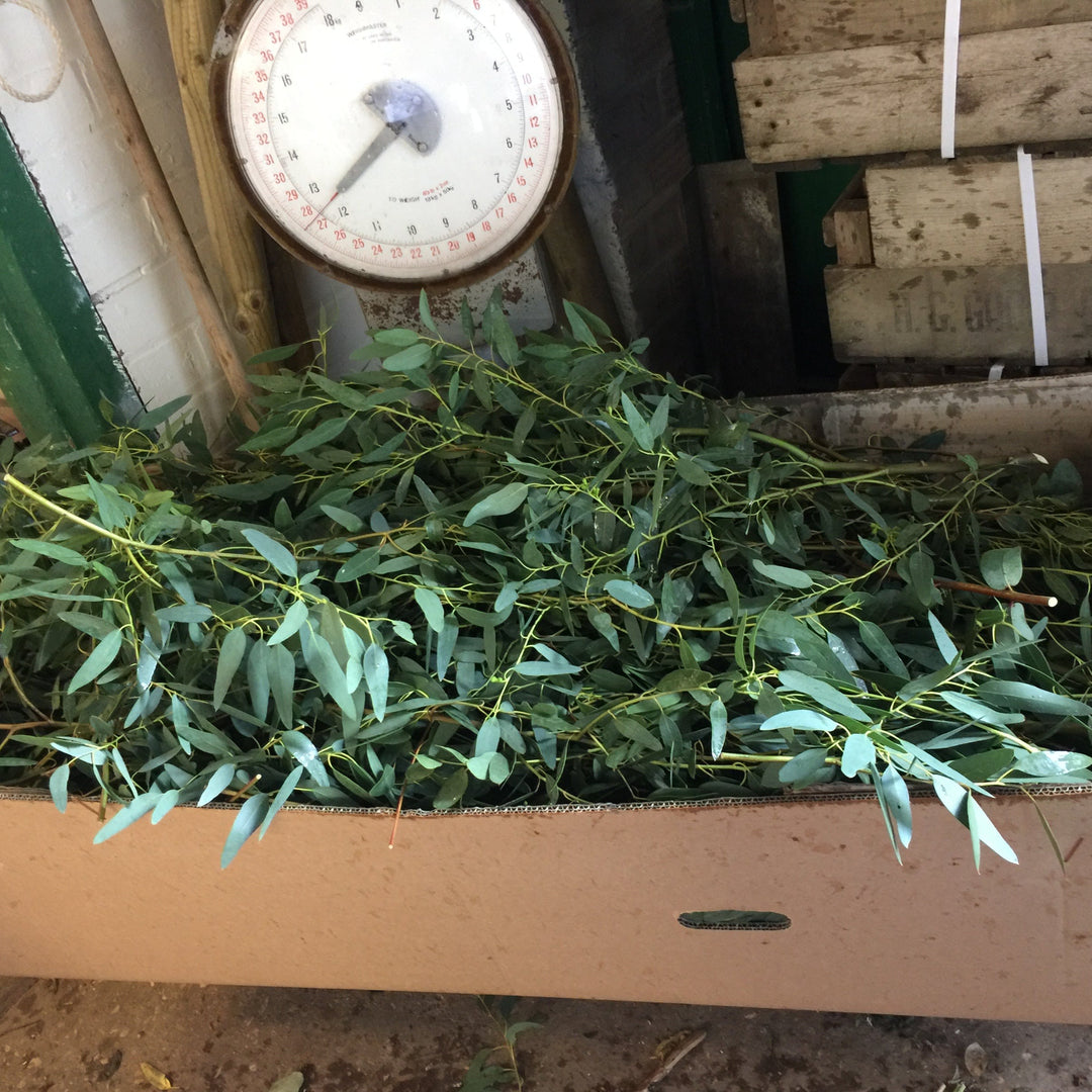 Freshly harvested bunch of green Eucalyptus foliage stems ready for conditioning.