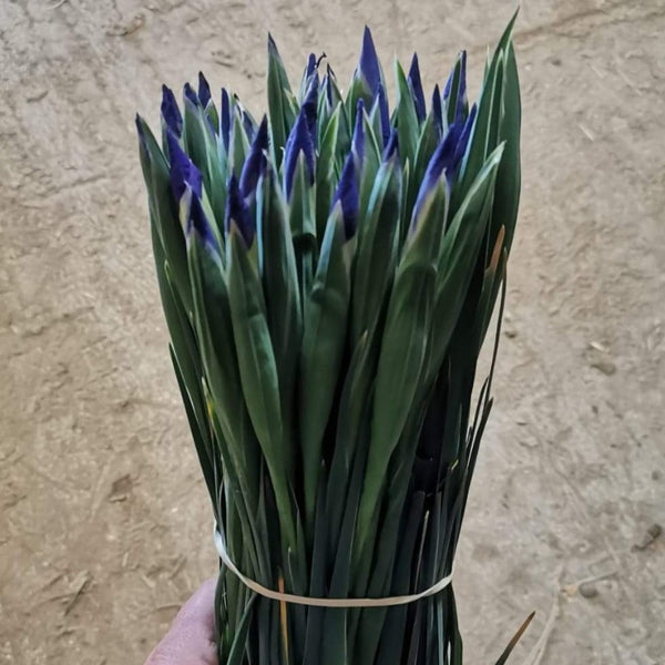 buy iris online wholesale