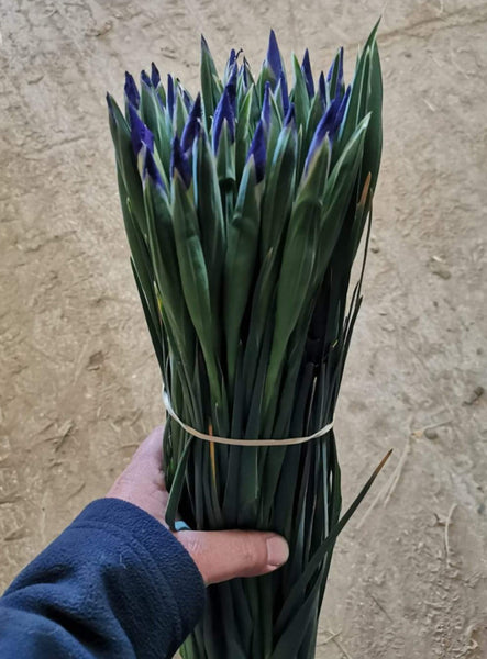blue iris UK grown lincolnshire 