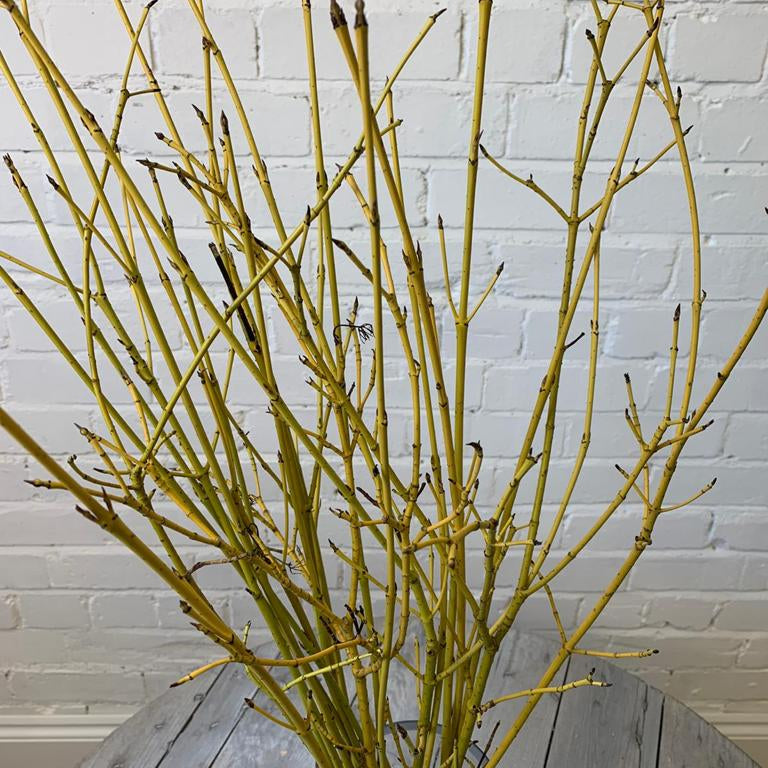 cornus UK foliage buy now