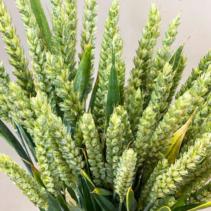 Close-up detail of a single fresh green wheat ear and stem grown in Kent.