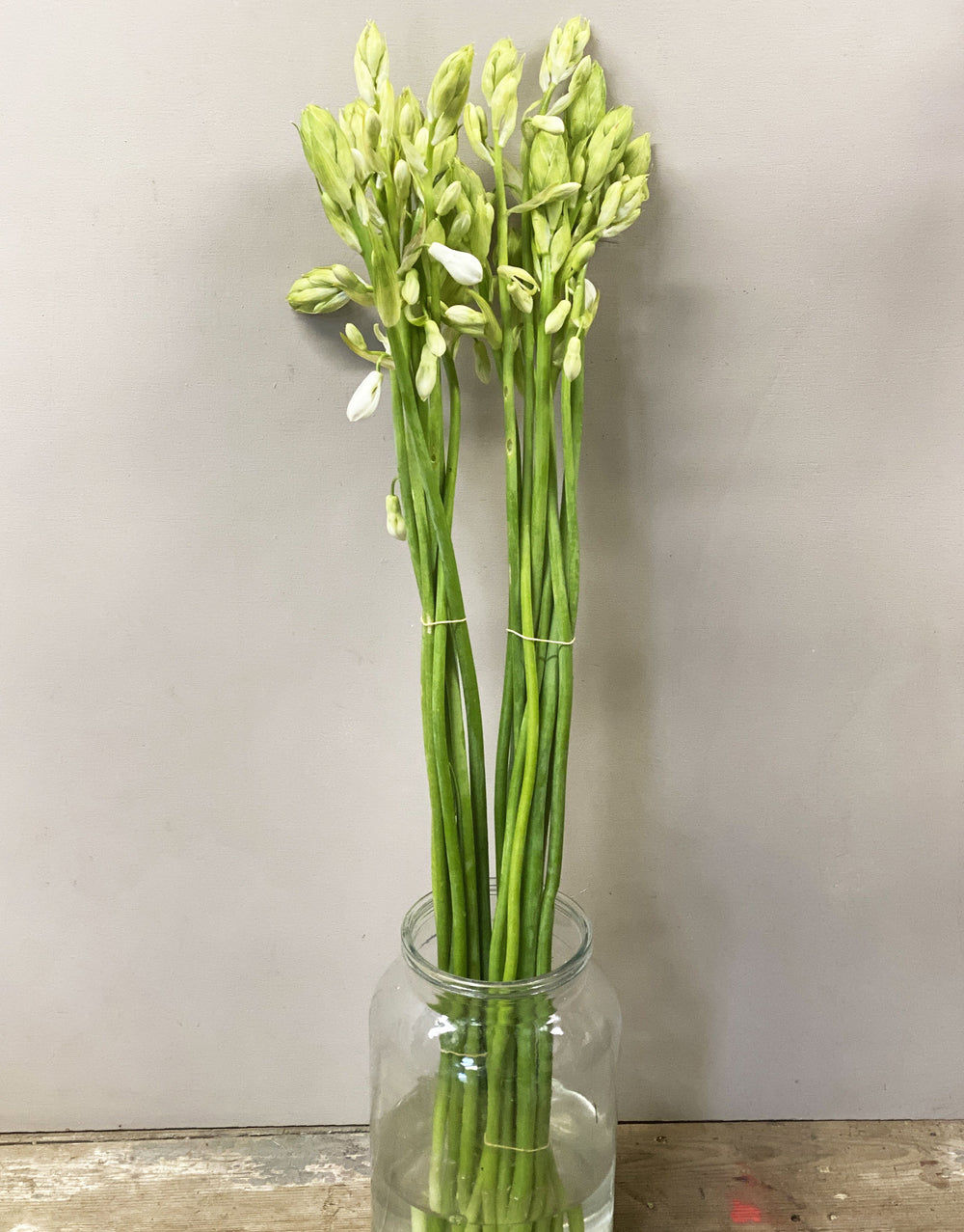 A bunch of ten elegant, tall green Galtonia stems standing upright in a florist bucket, featuring nodding white bell-shaped flowers.
