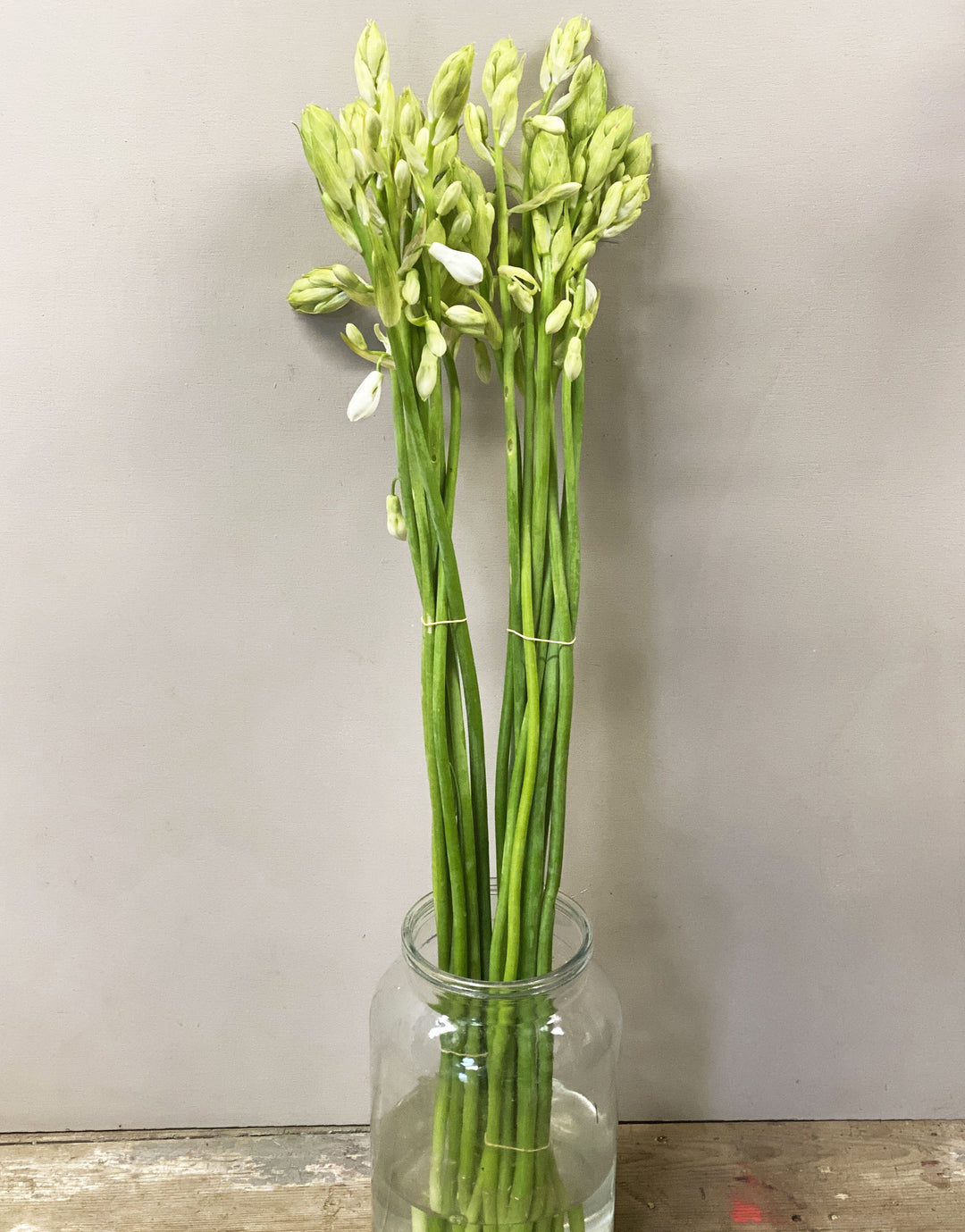 A bunch of ten elegant, tall green Galtonia stems standing upright in a florist bucket, featuring nodding white bell-shaped flowers.