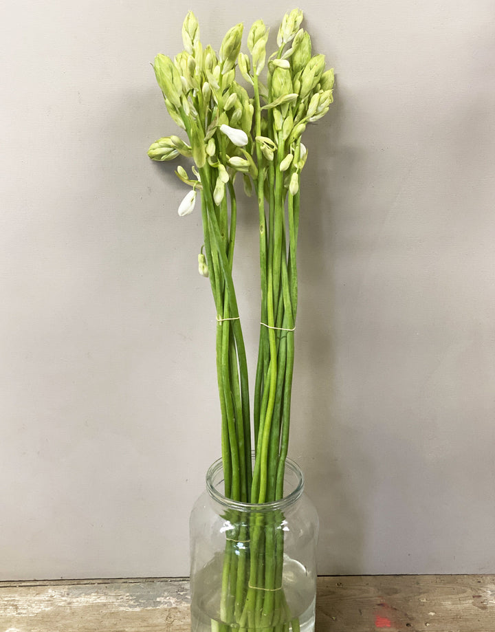 A bunch of ten elegant, tall green Galtonia stems standing upright in a florist bucket, featuring nodding white bell-shaped flowers.