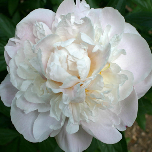 Peony - PINK CREAM Gardenia 50cm **Box Offer 100 stems** INCL. DELIVERY