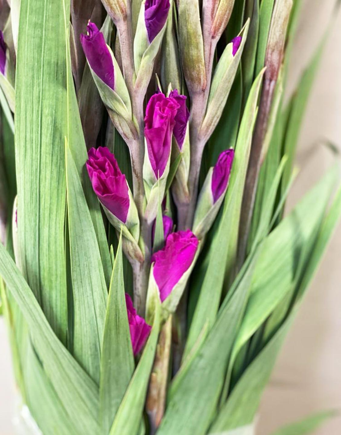 Gladioli - 50 stems - Purple