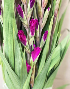 Gladioli - 50 stems - Purple