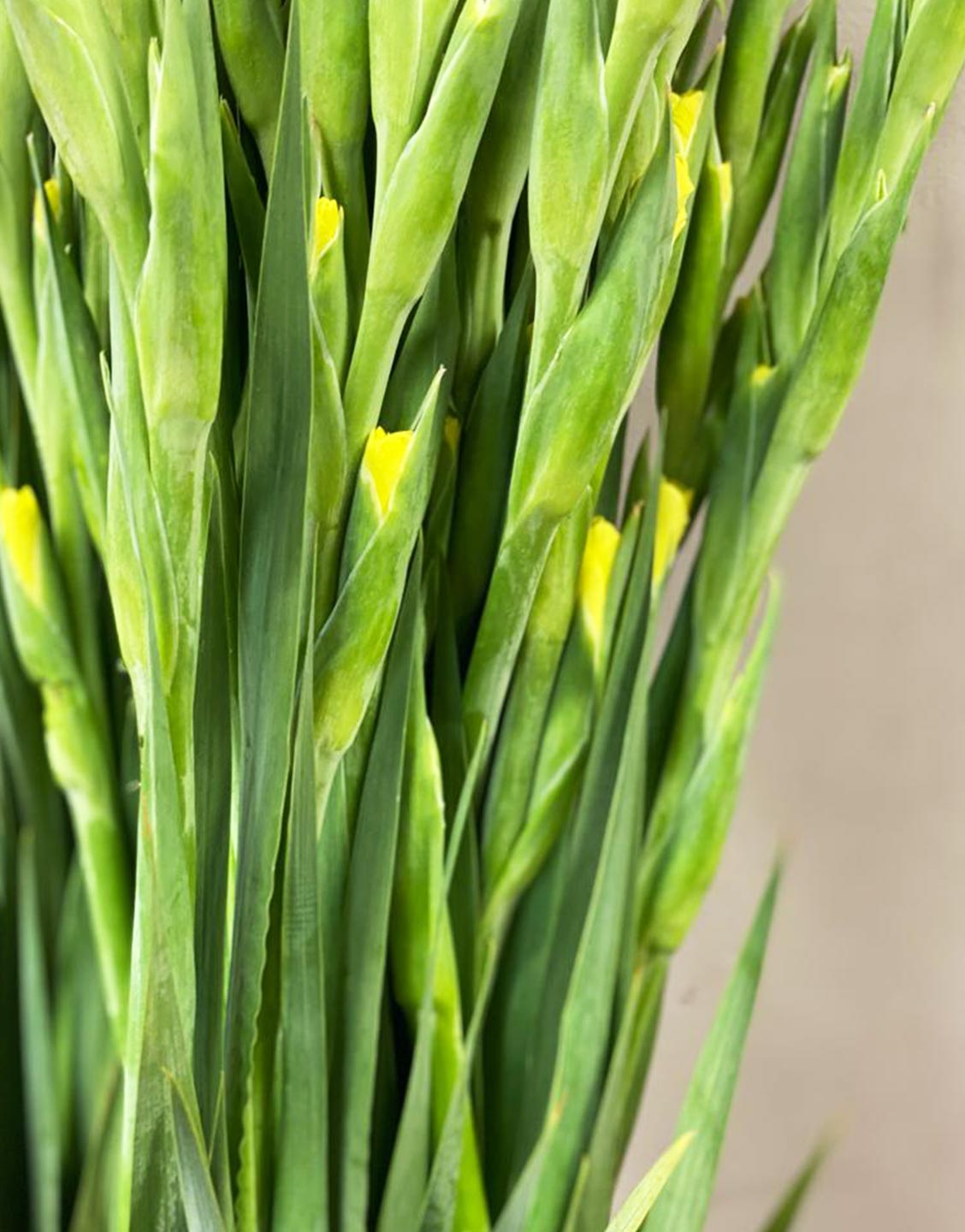 Gladioli - 50 stems - Yellow